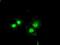 BCL2 Like 1 antibody, NBP1-47665, Novus Biologicals, Immunofluorescence image 