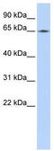 Lamin B2 antibody, TA339372, Origene, Western Blot image 