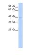 Chromosome 18 Open Reading Frame 25 antibody, orb325690, Biorbyt, Western Blot image 