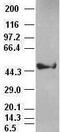 Keratin 18 antibody, GTX84256, GeneTex, Western Blot image 