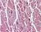 Uracil DNA Glycosylase antibody, 48-058, ProSci, Immunohistochemistry paraffin image 