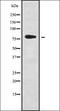Zinc Finger Protein 441 antibody, orb336253, Biorbyt, Western Blot image 