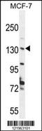 UPF2 Regulator Of Nonsense Mediated MRNA Decay antibody, 55-346, ProSci, Western Blot image 