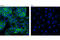Fibroblast Growth Factor Receptor 4 antibody, 8562T, Cell Signaling Technology, Immunofluorescence image 
