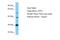 NGG1 Interacting Factor 3 Like 1 antibody, A30112, Boster Biological Technology, Western Blot image 