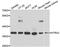 HtrA Serine Peptidase 2 antibody, MBS129910, MyBioSource, Western Blot image 