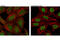 Nuclear Receptor Subfamily 3 Group C Member 1 antibody, 3660S, Cell Signaling Technology, Immunocytochemistry image 