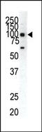 EPH Receptor A1 antibody, AP14273PU-N, Origene, Western Blot image 