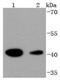 Histone Deacetylase 8 antibody, A01843, Boster Biological Technology, Western Blot image 