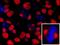 Nuclear Mitotic Apparatus Protein 1 antibody, IHC-00302, Bethyl Labs, Immunofluorescence image 