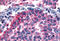 Glutamate Metabotropic Receptor 6 antibody, MBS240880, MyBioSource, Immunohistochemistry frozen image 