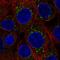 Fas Associated Factor Family Member 2 antibody, HPA073828, Atlas Antibodies, Immunofluorescence image 