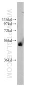 Activating enhancer-binding protein 2-beta antibody, 13183-1-AP, Proteintech Group, Western Blot image 