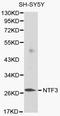 Neurotrophin 3 antibody, LS-C192274, Lifespan Biosciences, Western Blot image 