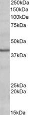 POU Class 4 Homeobox 3 antibody, PA5-19306, Invitrogen Antibodies, Western Blot image 