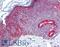 Family With Sequence Similarity 3 Member C antibody, LS-B1791, Lifespan Biosciences, Immunohistochemistry frozen image 