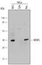 WD Repeat Domain 5 antibody, AF5810, R&D Systems, Western Blot image 