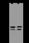 Short-chain dehydrogenase/reductase 3 antibody, 200723-T42, Sino Biological, Western Blot image 