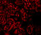Jumonji Domain Containing 8 antibody, 5387, ProSci, Immunofluorescence image 