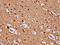 Semaphorin 6B antibody, LS-C681295, Lifespan Biosciences, Immunohistochemistry paraffin image 