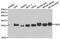 Fas Associated Via Death Domain antibody, abx004459, Abbexa, Western Blot image 