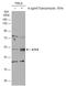 ATF4 antibody, GTX101943, GeneTex, Western Blot image 