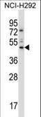 TEA Domain Transcription Factor 3 antibody, LS-C161792, Lifespan Biosciences, Western Blot image 