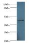 Ubiquitin Specific Peptidase 12 antibody, LS-C370535, Lifespan Biosciences, Western Blot image 