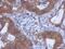 WD repeat-containing protein 85 antibody, PA5-31711, Invitrogen Antibodies, Immunohistochemistry frozen image 