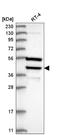 Death Effector Domain Containing antibody, NBP2-76527, Novus Biologicals, Western Blot image 