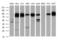 Interferon-induced protein with tetratricopeptide repeats 1 antibody, NBP2-02340, Novus Biologicals, Western Blot image 