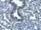 Regulator Of G Protein Signaling 19 antibody, A05669, Boster Biological Technology, Immunohistochemistry frozen image 