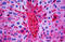 Apolipoprotein A1 antibody, MBS243785, MyBioSource, Immunohistochemistry frozen image 