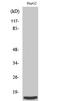 Mitochondrial Ribosomal Protein S36 antibody, A14893S36-1, Boster Biological Technology, Western Blot image 