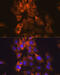 Mitogen-Activated Protein Kinase Kinase 1 antibody, GTX01293, GeneTex, Immunocytochemistry image 