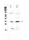 MYD88 Innate Immune Signal Transduction Adaptor antibody, A00025-2, Boster Biological Technology, Western Blot image 