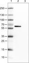 Occludin antibody, NBP2-52971, Novus Biologicals, Western Blot image 