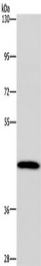 Cytochrome P450 Family 1 Subfamily A Member 2 antibody, TA351484, Origene, Western Blot image 