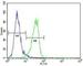 Methyl-CpG Binding Protein 2 antibody, F48099-0.4ML, NSJ Bioreagents, Western Blot image 