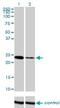 Twist Family BHLH Transcription Factor 1 antibody, H00007291-M01, Novus Biologicals, Western Blot image 