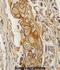 Acid Phosphatase, Prostate antibody, abx033497, Abbexa, Immunohistochemistry frozen image 