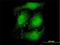 Atrophin 1 antibody, H00001822-M01, Novus Biologicals, Immunofluorescence image 