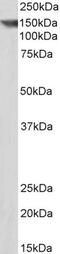 Contactin 1 antibody, PA5-37852, Invitrogen Antibodies, Western Blot image 