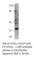 Ubiquitin Recognition Factor In ER Associated Degradation 1 antibody, UFD1L-101AP, FabGennix, Western Blot image 