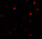 N-Deacetylase And N-Sulfotransferase 2 antibody, 7869, ProSci, Immunofluorescence image 