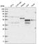 Nuclear Receptor Subfamily 2 Group C Member 1 antibody, HPA035041, Atlas Antibodies, Western Blot image 