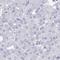 Immunoglobulin superfamily member 5 antibody, HPA057282, Atlas Antibodies, Immunohistochemistry frozen image 
