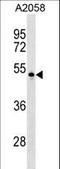 Nectin Cell Adhesion Molecule 4 antibody, LS-C158771, Lifespan Biosciences, Western Blot image 