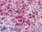 Elastase, Neutrophil Expressed antibody, LS-B4244, Lifespan Biosciences, Immunohistochemistry frozen image 