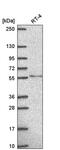Transmembrane Protein 135 antibody, PA5-66032, Invitrogen Antibodies, Western Blot image 